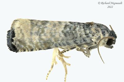 3189 - Epiblema obfuscana m22