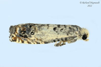 3302 - Epinotia rectiplicana m22