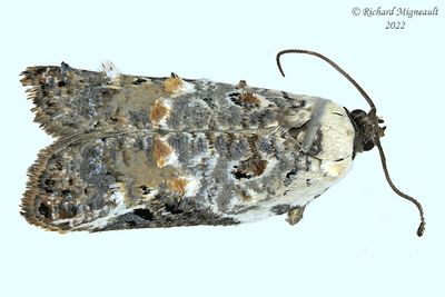 3510 - Snowy-shouldered Acleris Moth - Acleris nivisellana m22