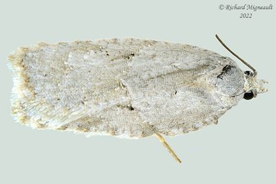 3540 - Acleris logiana - Black-headed Birch Leaffolder Moth m22 