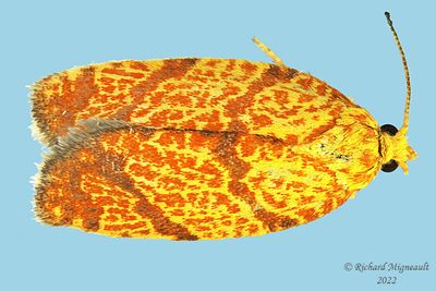 3621 - Four-lined Leafroller Moth - Argyrotaenia quadrifasciana m22 