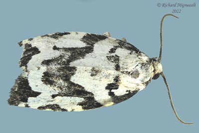 3666 - Boldly-marked Archips Moth - Archips dissitana m22 