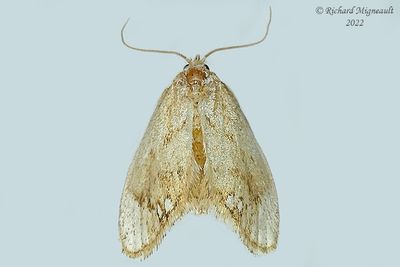 4659 - Packardia geminata- Jeweled Tailed Slug Moth m22
