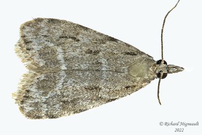 4719 - Many-spotted Scoparia Moth - Scoparia basalis m22