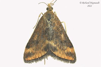 5060 – Pyrausta subsequalis m22