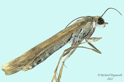 5156 - Lucerne Moth - Nomophila nearctica m22