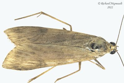 5156 - Lucerne Moth - Nomophila nearctica m22