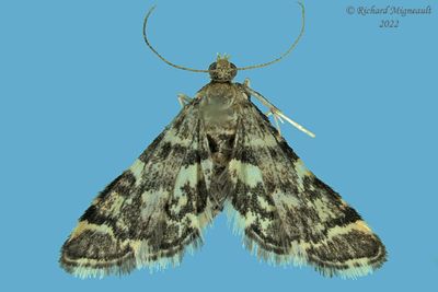 5176 - Yellow-spotted Webworm Moth - Anageshna primordiali m22