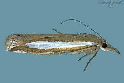 5355 - Common Grass-veneer - Crambus praefectellus m22