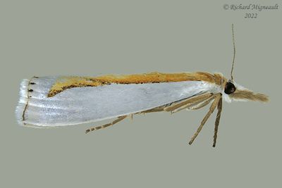 5365 - Girard's Grass-veneer - Crambus girardellus m22