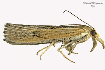 5413 - Pediasia trisecta - Sod Webworm Moth m22