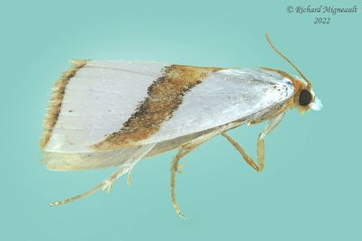 5465 - Curve-lined Argyria Moth - Argyria auratella m22