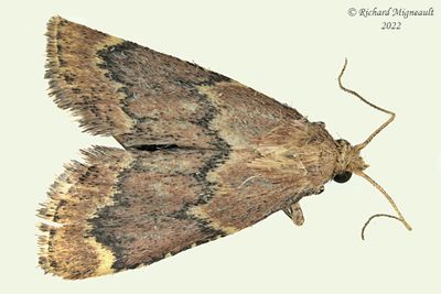 5526 - Red-shawled Moth - Pseudasopia intermedialis m22