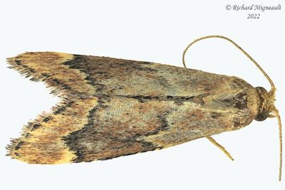 5526 - Red-shawled Moth - Pseudasopia intermedialis m22