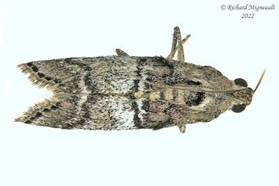 5606 - Maple Webworm Moth - Pococera asperatella m22