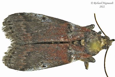 5691 - Acrobasis comptoniella - Sweetfern Leaf Casebearer m22