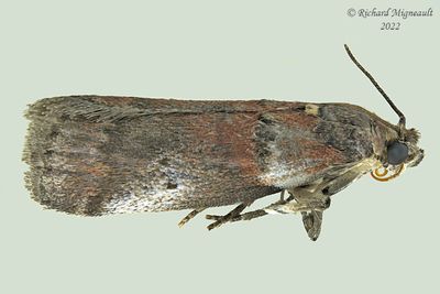 5691 - Acrobasis comptoniella - Sweetfern Leaf Casebearer m22