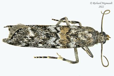 5843 - Spruce Coneworm Moth - Dioryctria reniculelloides m22