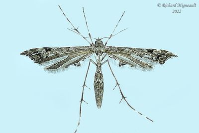 6118 - Geranium Plume Moth - Amblyptilia pica m22 