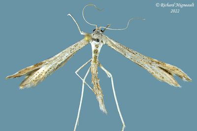 6166-Oidaematophorus mathewianus - Yarrow Leaf Plume Moth m22 