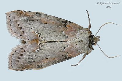 6237 - Tufted Thyatirid Moth - Pseudothyatira cymatophoroides m22 