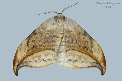 6251 - Arched Hooktip Moth - Drepana arcuata m22