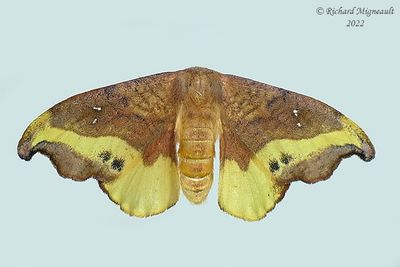 6255 - Rose Hooktip Moth - Oreta rosea m22