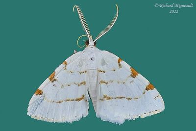 6273 - Lesser Maple Spanworm Moth - Itame pustularia m22 