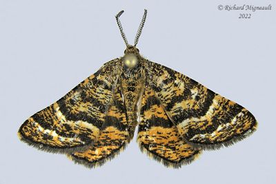 6321 - Black-banded Orange Moth - Epelis truncataria m22 