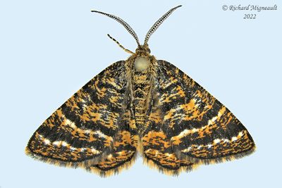6321 - Black-banded Orange Moth - Epelis truncataria m22