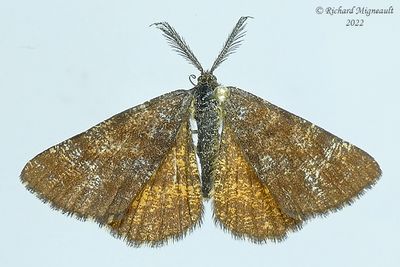 6436  Ematurga amitaria  Cranberry Spanworm Moth m22