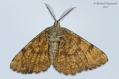 6436  Ematurga amitaria  Cranberry Spanworm Moth m22 