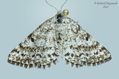 6638 - Powder Moth - Eufidonia notataria m22