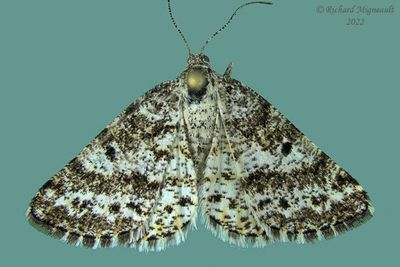 6638 - Powder Moth - Eufidonia notataria m22 