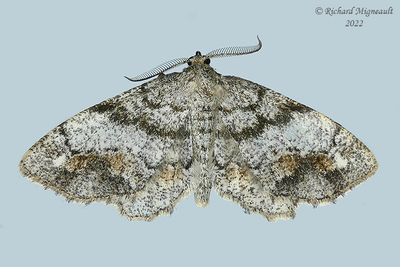6654 - One-spotted Variant - Hypagyrtis unipunctata m22