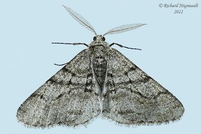 6658 - Half-wing Moth - Phigalia titea m22