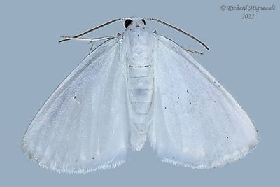 6667 - White Spring Moth - Lomographa vestaliata m22