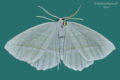6796 - Pale Beauty Moth - Campaea perlata m22 