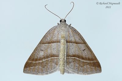 6804 - Northern Petrophora Moth - Petrophora subaequaria m22