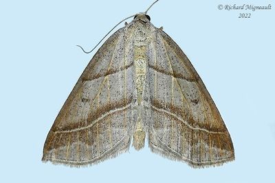 6804 - Northern Petrophora Moth - Petrophora subaequaria m22