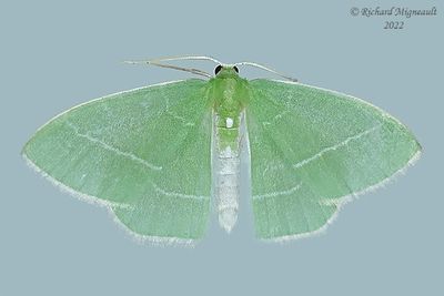 7048 - White-Fringed Emerald - Nemoria mimosaria m22