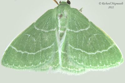 7058 - Wavy-lined Emerald Moth - Synchlora aerata m22 