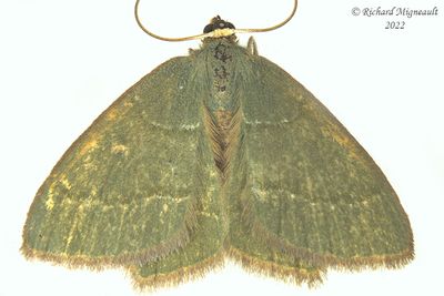 7084 - Pistachio Emerald Moth - Hethemia pistasciaria m22