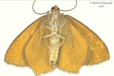 7084 - Pistachio Emerald Moth - Hethemia pistasciaria m22