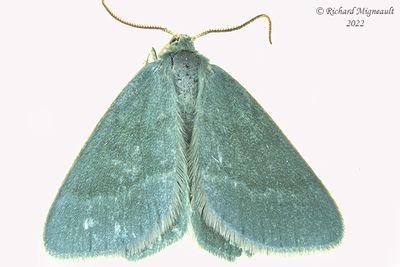 7085 - Day Emerald - Mesothea incertata m22