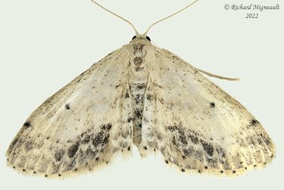 7126 - Dotted Wave Moth - Idaea dimidiata m22 