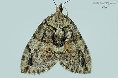 7229 - Shattered Hydriomena Moth - Hydriomena perfracta m22
