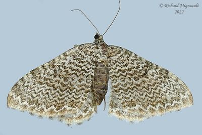 7291 - Rheumaptera undulata m22 