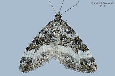 7394 - Epirrhoe alternata - White-banded Toothed Carpet Moth m22