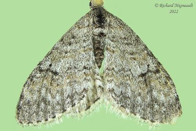 7428 - Venusia comptaria - Brown-shaded Carpet Moth m22
